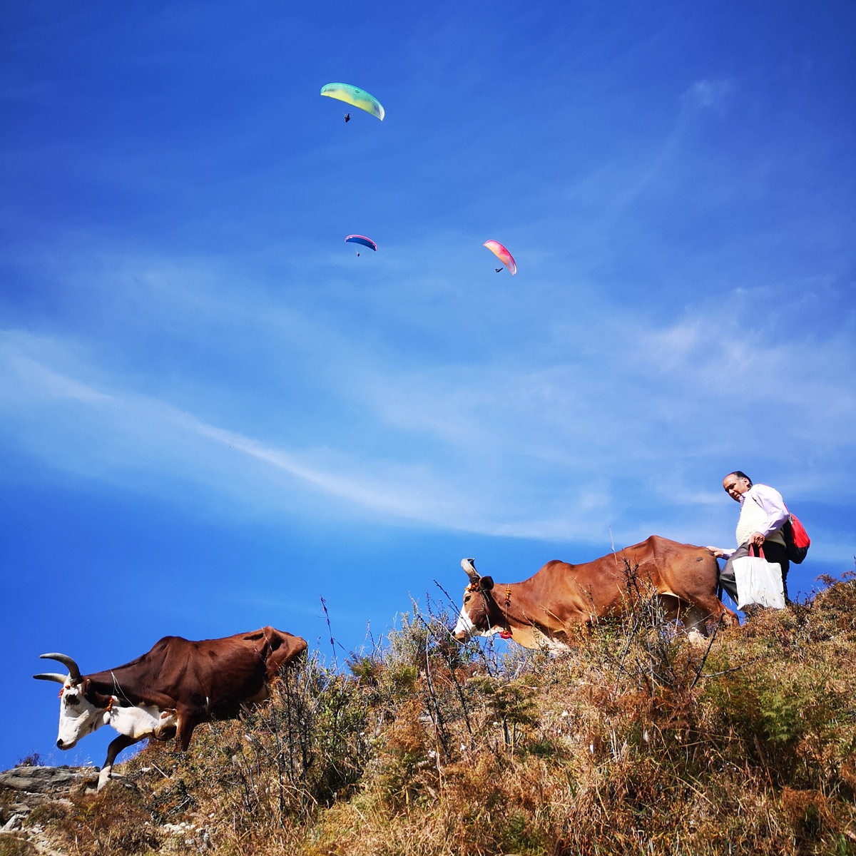 Paragliding Bir (Himalaya): climbing out over cows
