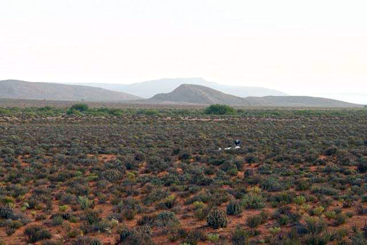 Landing area in the desert scrub